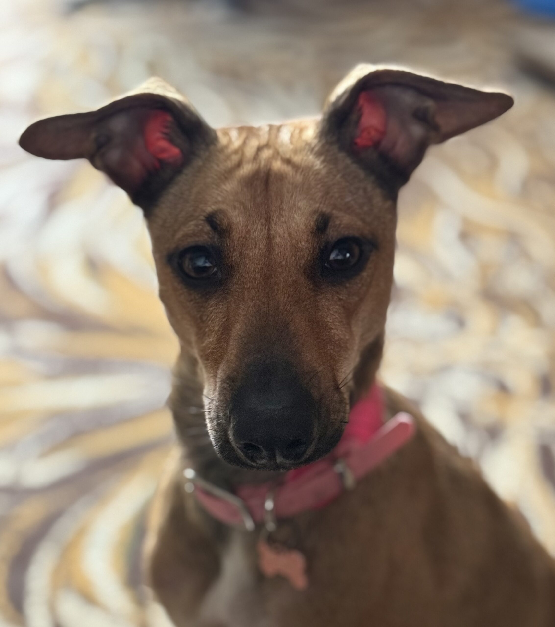 Jak mądrze pracować z psem lękliwym? Metoda BAT i zasady budowania zaufania